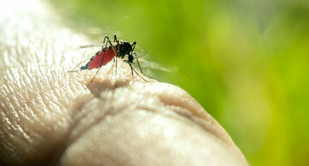 Уничтожение комаров департаментом «ЭкоСЭС»