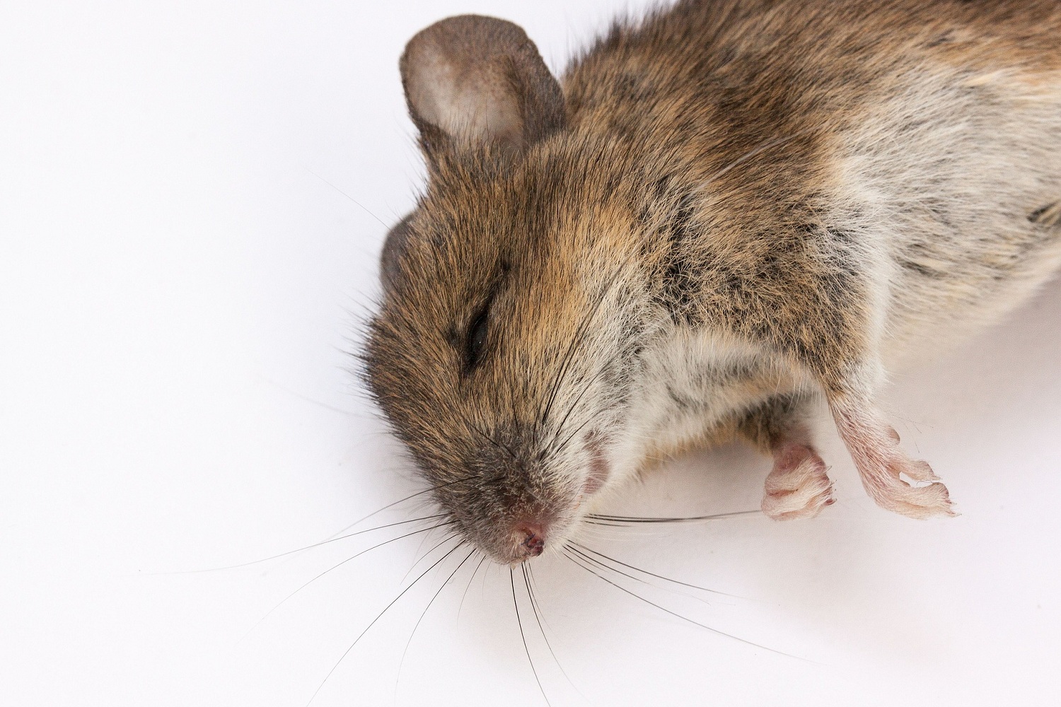 Методы борьбы с мышами в квартире