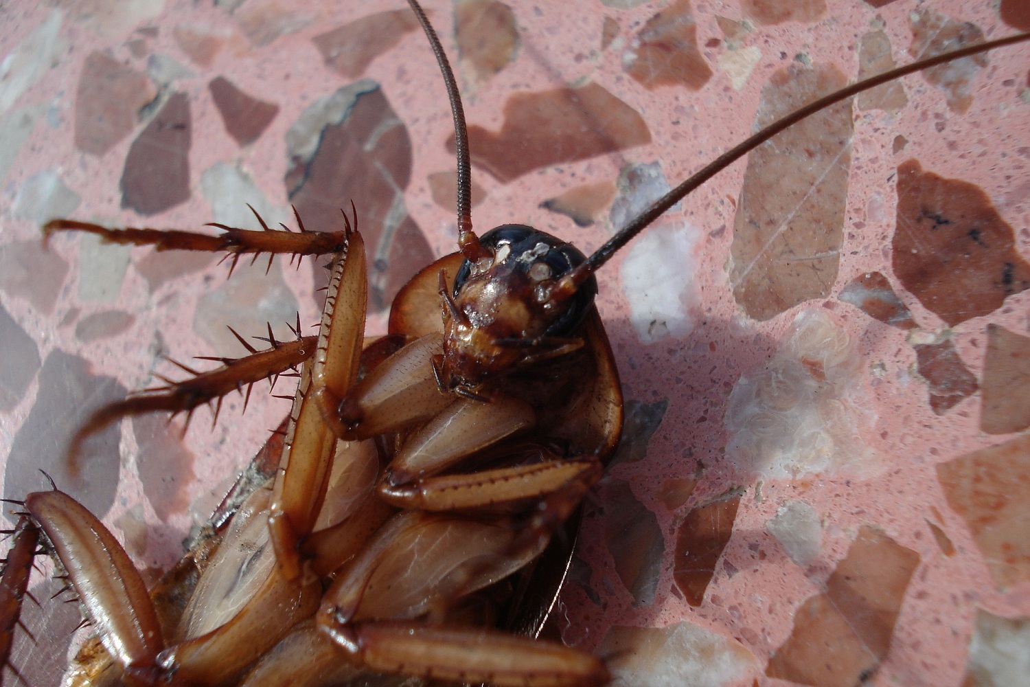 Необычные способы избавиться от тараканов