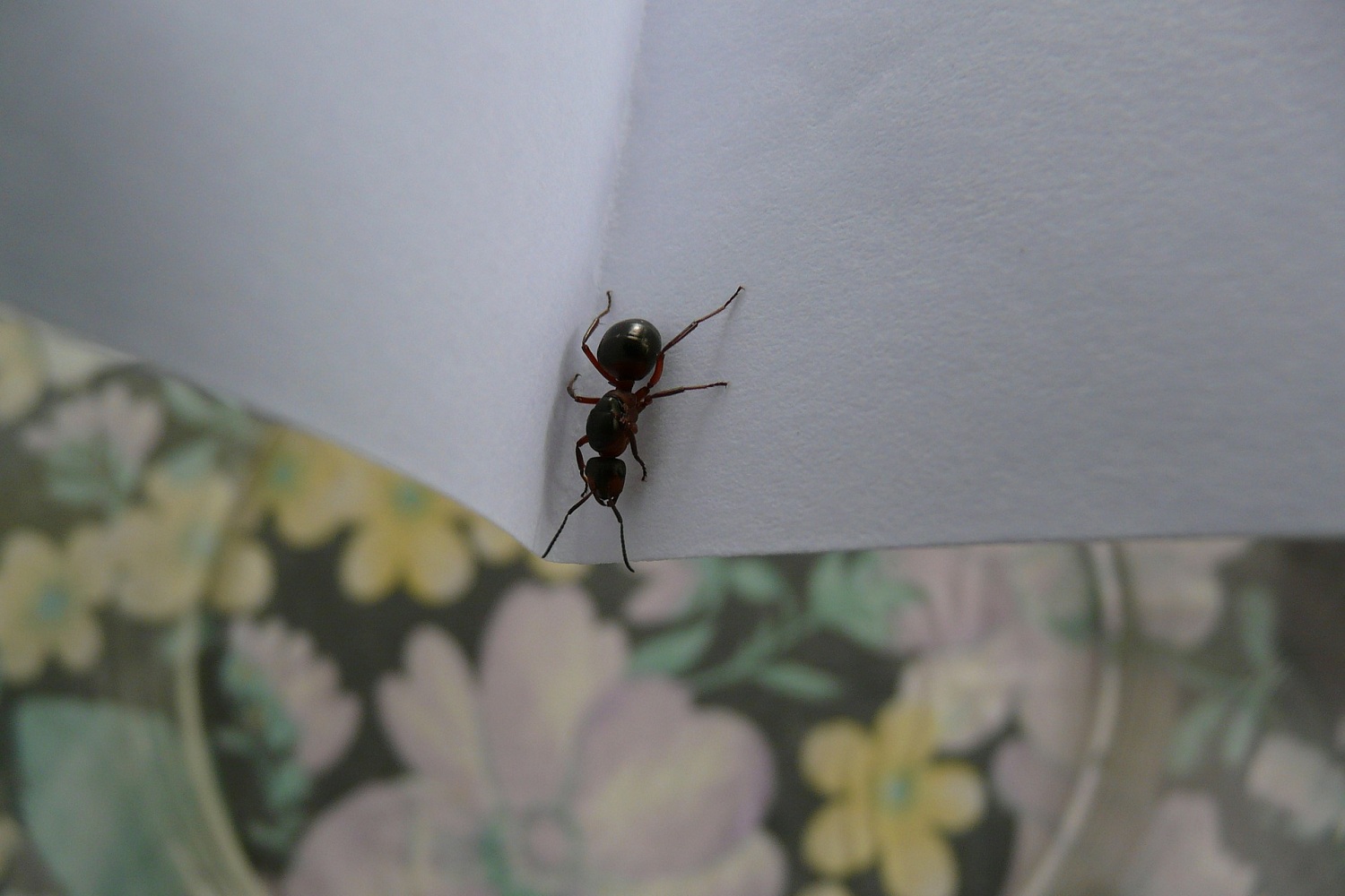 Народные методы борьбы с муравьями дома