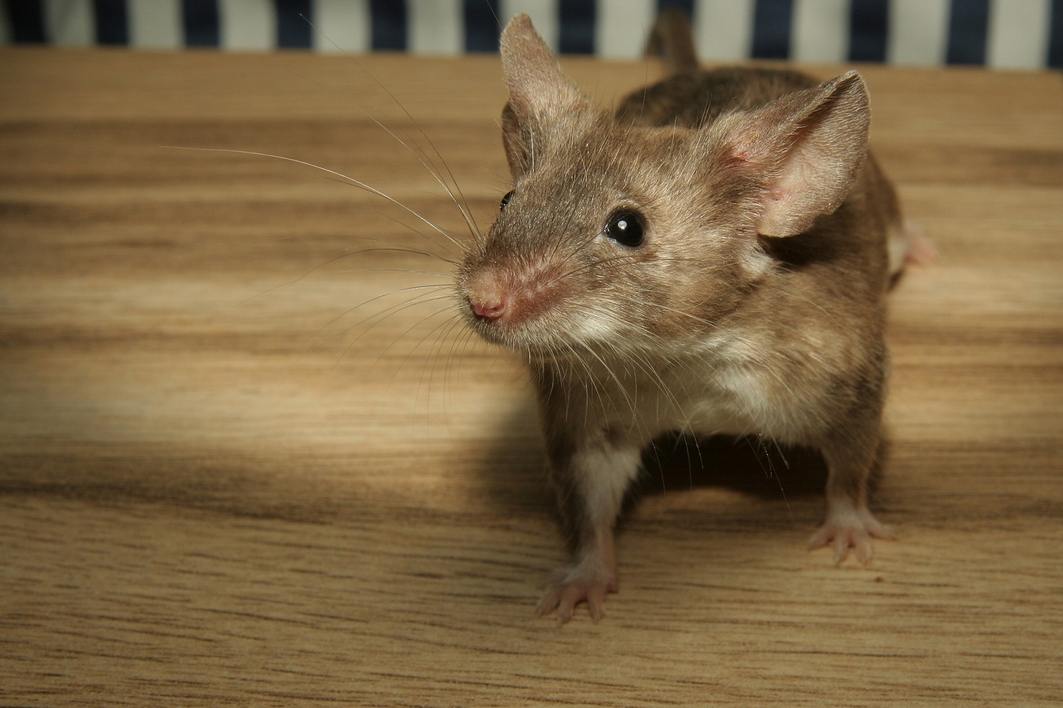 Мыши в квартире – чего бояться
