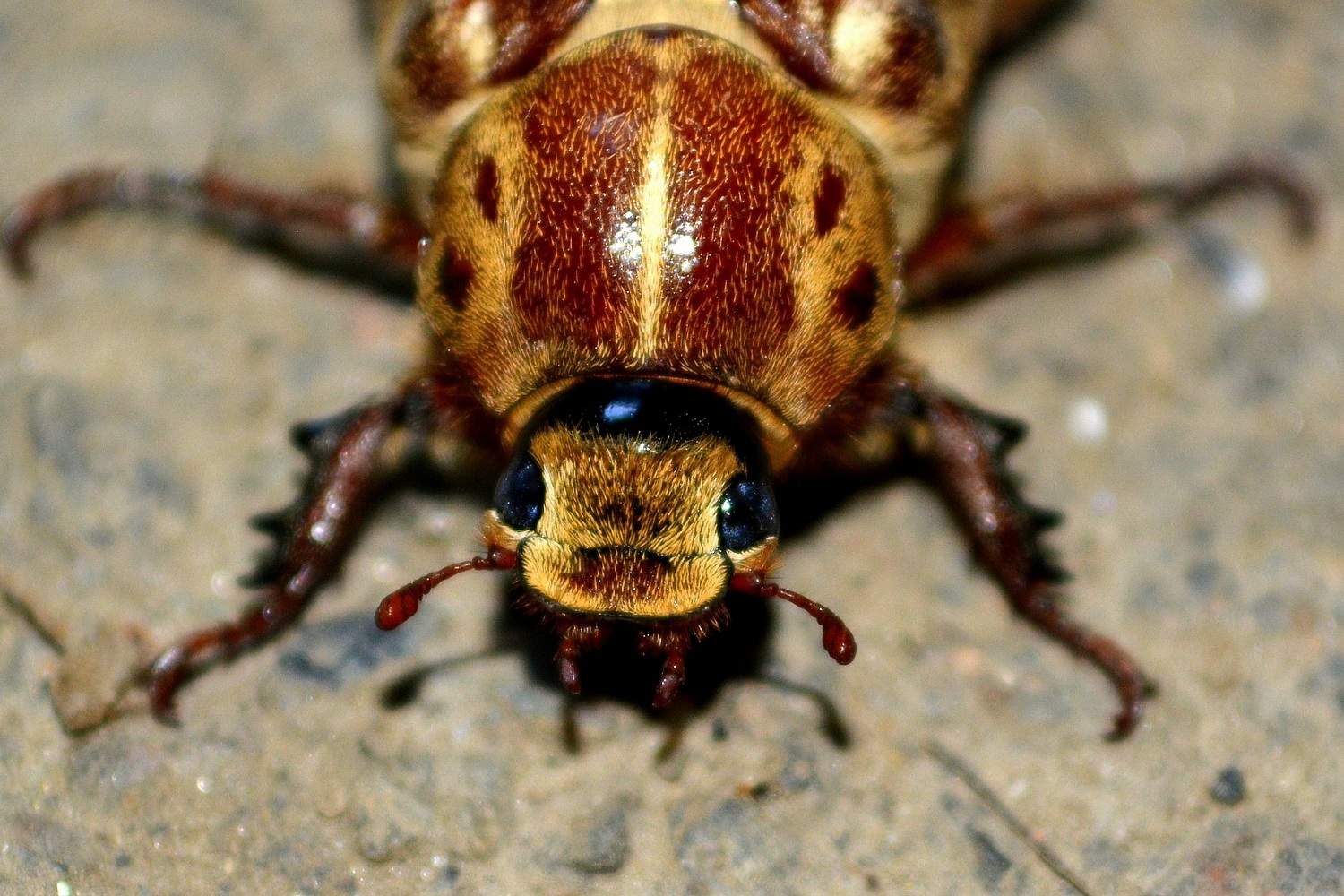 Какие виды тараканов могут жить у вас дома