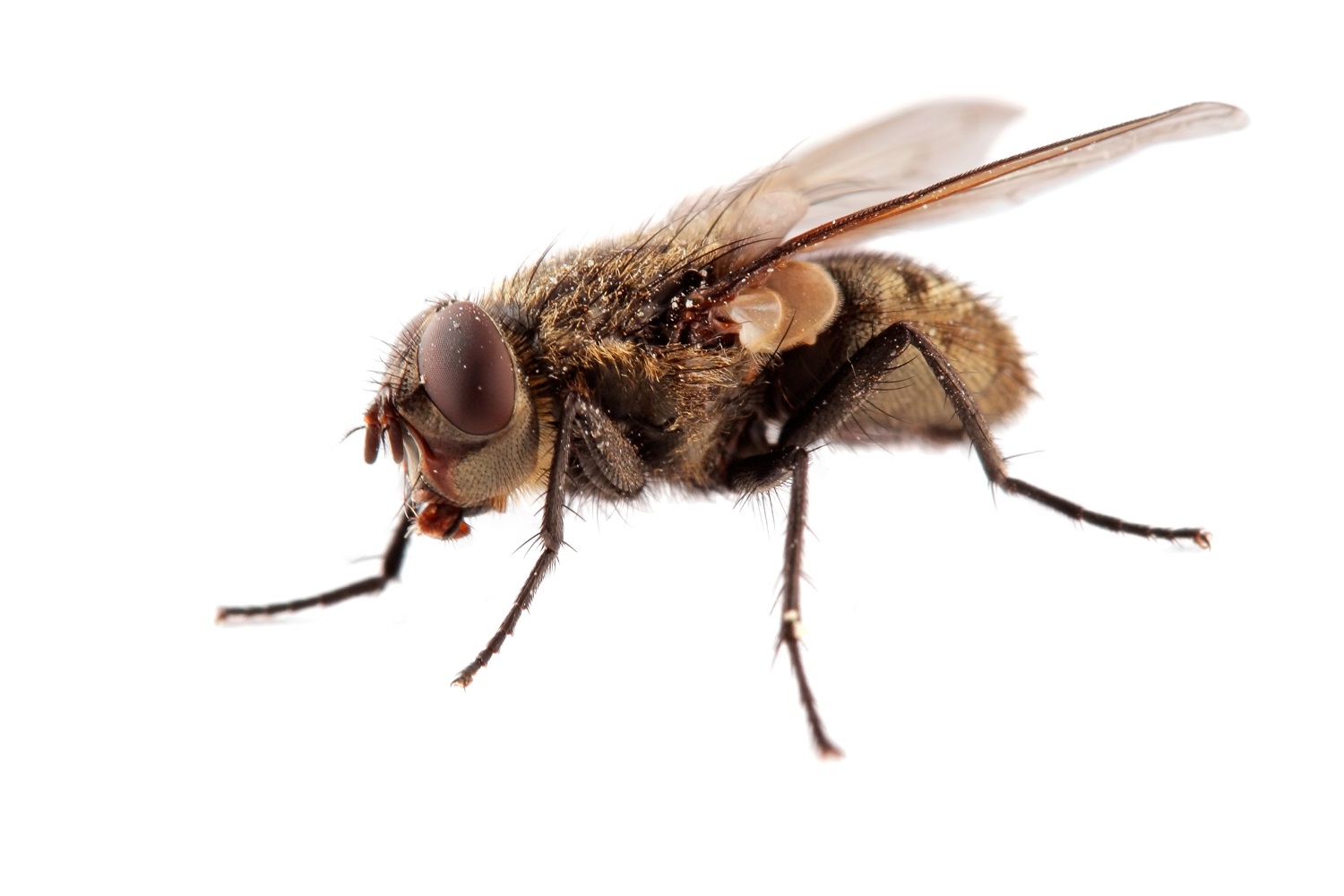 Секреты борьбы с комнатными мухами